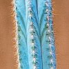 Pilosocereus_Cooper_azureus